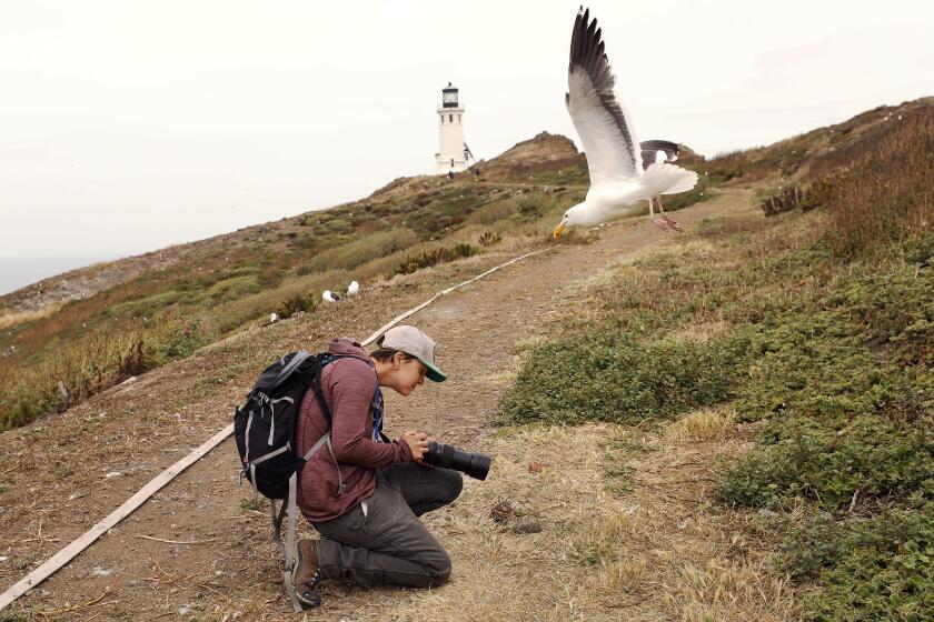ANACAPA ISLAND, CA - MAY 31, 2019 - UC Santa Barbara PhD student Ana Guerra has a Western Seagull swoop overhead as she photographs the gulls on Anacapa Island during the nesting time on May 31, 2019. Guerra has been tagging seagulls on the island to learn where they are foraging for food and looks at how their preference for human food is changing the chemistry and ecology of the island they call home. Anacapa Island is home to the largest nesting population of western seagulls in the world with roughly 10,000 seagulls there. We may want to go out with her a few times. (Al Seib / Los Angeles Times)