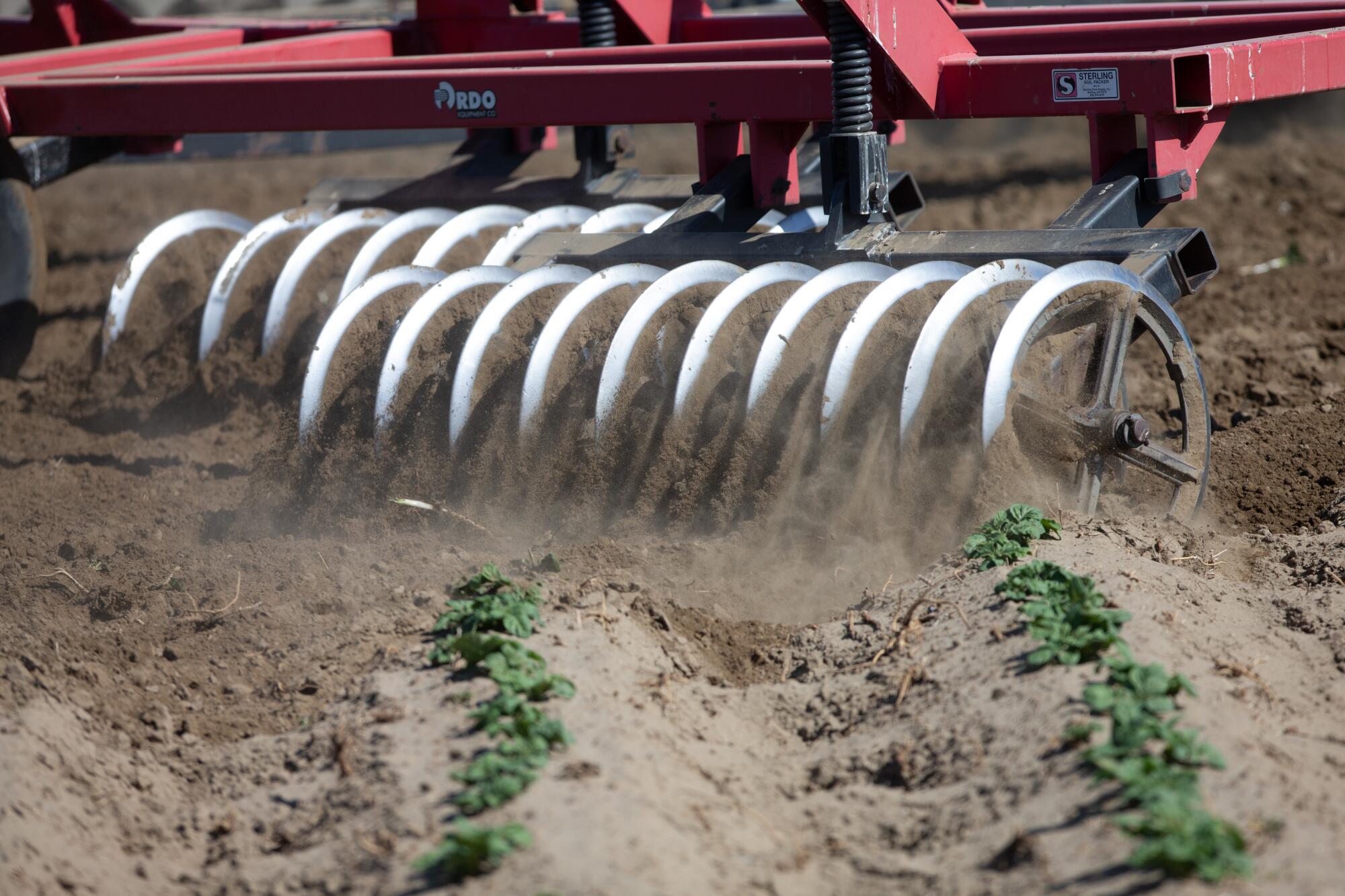 Mike Pink plowed up nearly 300 aces of Ranger potatoes on his farm in Eltopia, Wash., after processors canceled half his contracts. He was gearing up to replant with silage corn, used to feed dairy cows.