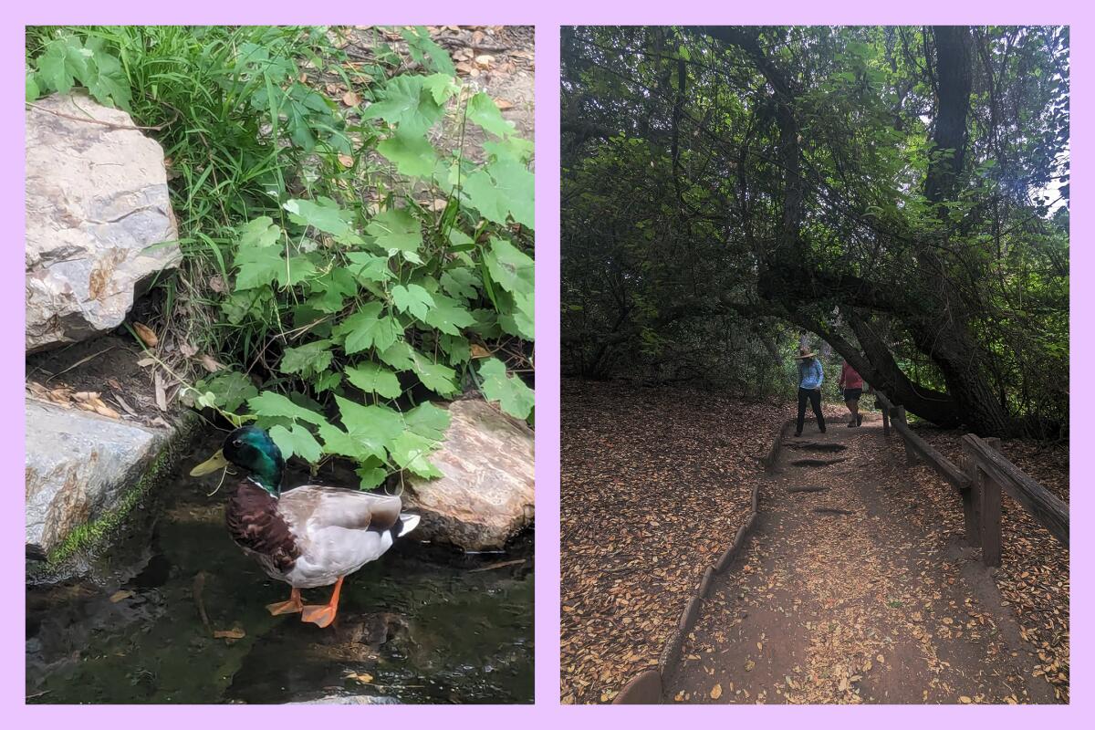 Oak Canyon Nature Center in Anaheim Hills has a year-round stream and oak-lined trails.