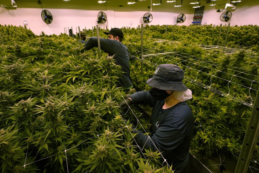 Workers trim cannibis plants that are close to harvest in a grow room at the Greenleaf Medical Cannabis facility in Richmond, Va., Thursday, June 17, 2021. The date for legalizing marijuana possession is drawing near in Virginia, and advocacy groups have been flooded with calls from people trying to understand exactly what becomes legal in July. (AP Photo/Steve Helber)