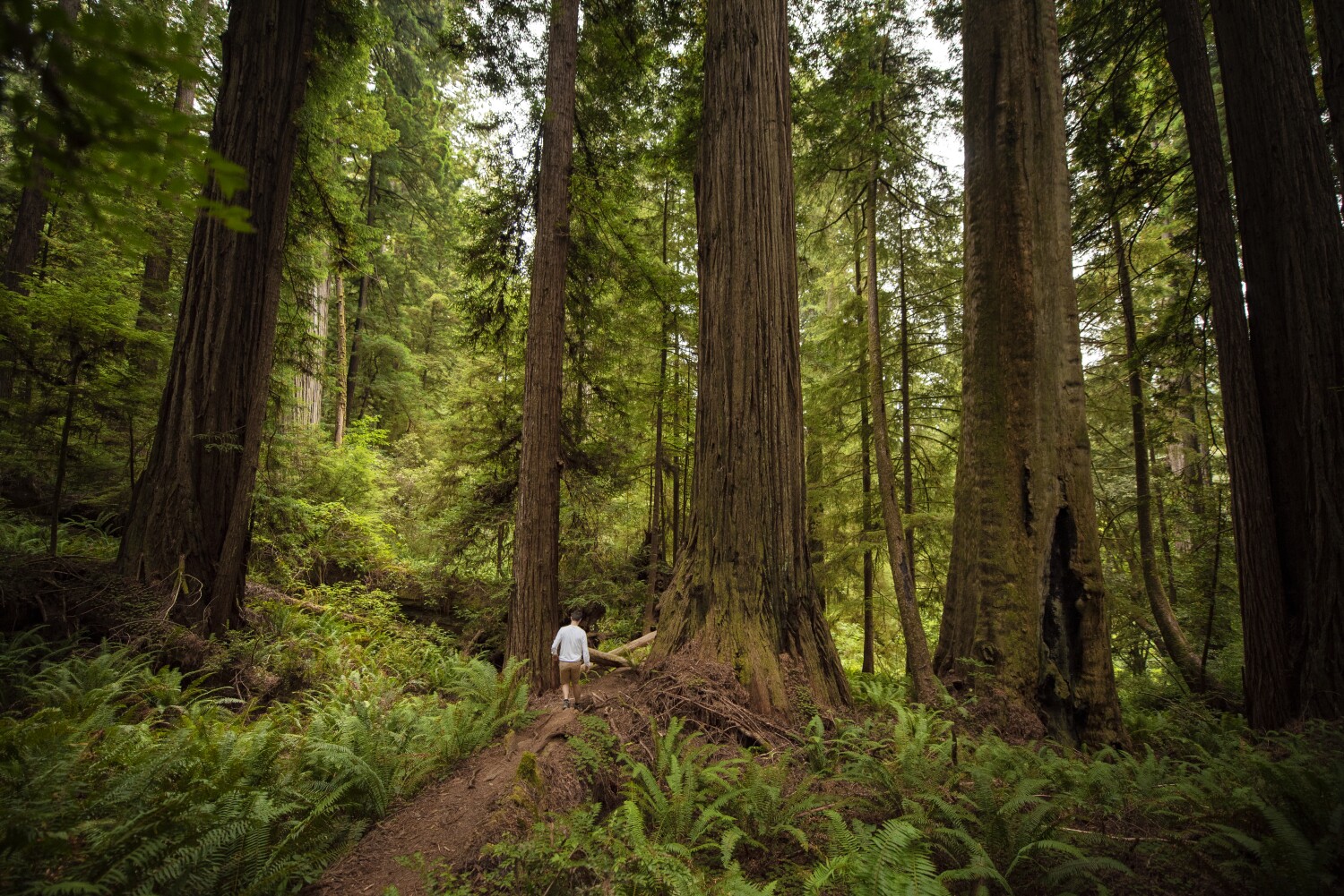 California trying to make the world's tallest tree invisible. Now visitors face jail, fines