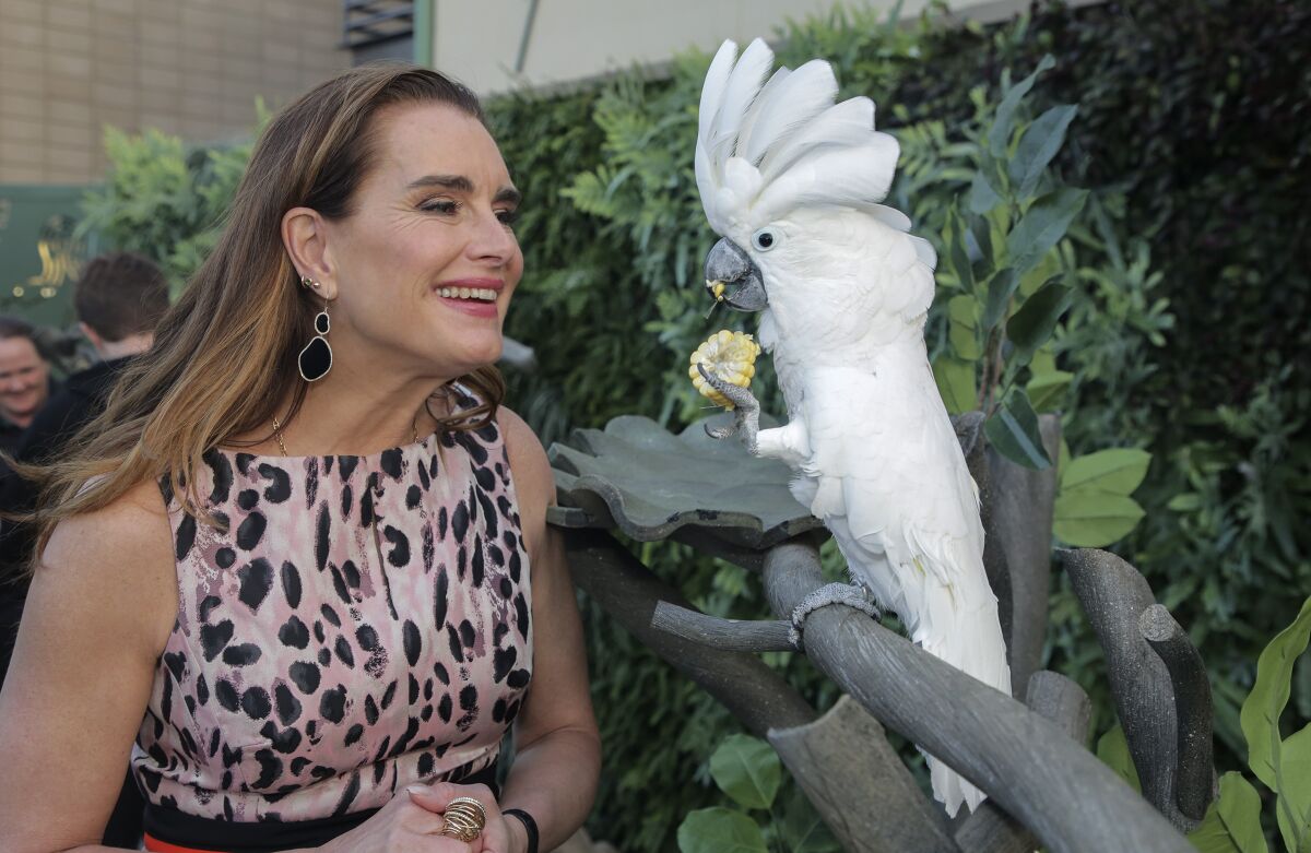 Brooke Shields with an umbrella cockatoo at the San Diego Zoo