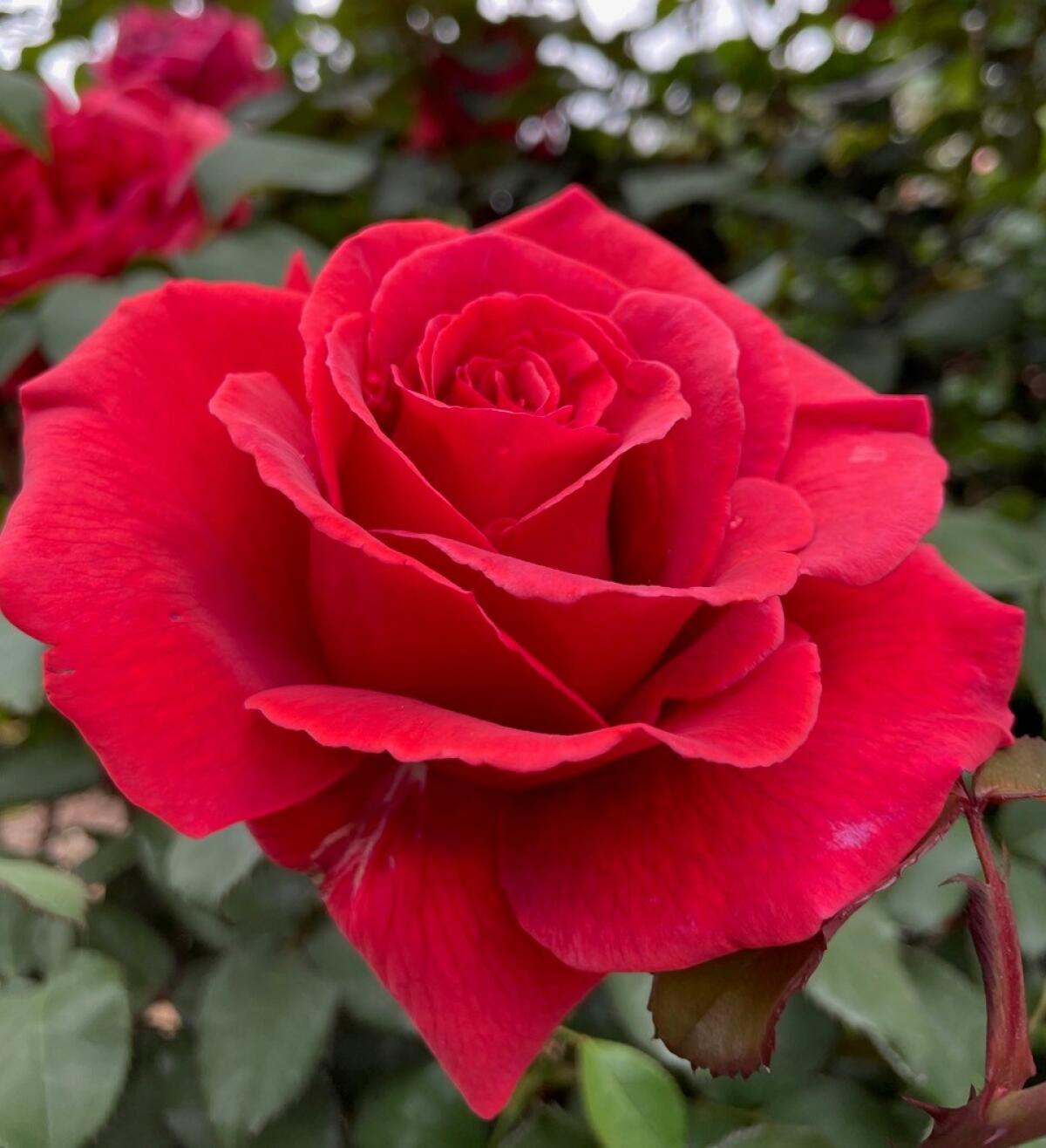 Unlocking the language of roses - The San Diego Union-Tribune