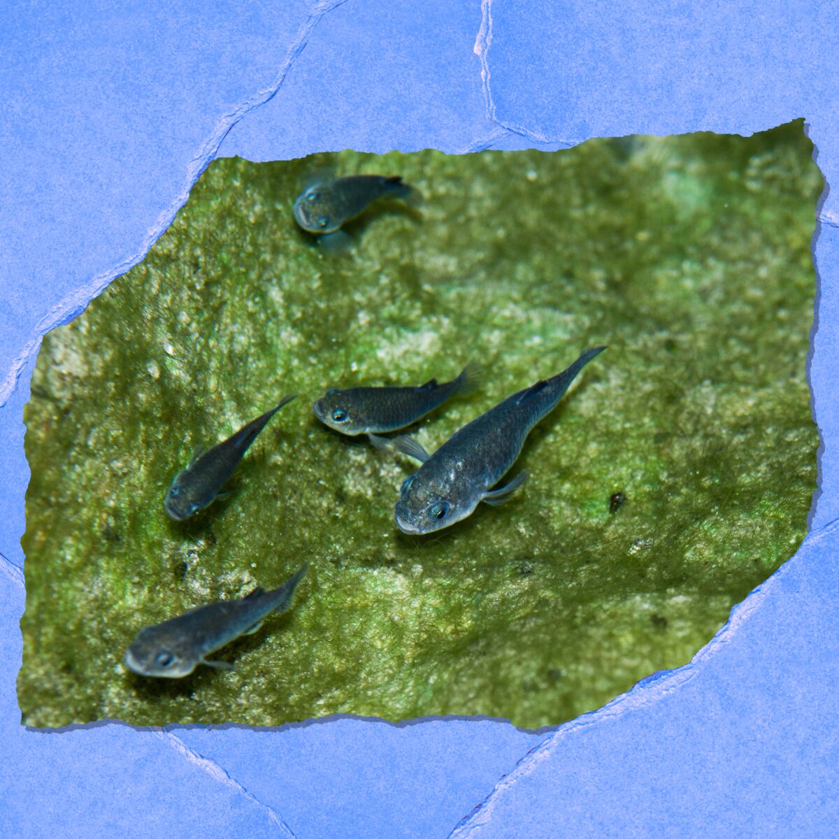 Small dark fish swim against an algae-covered backdrop.