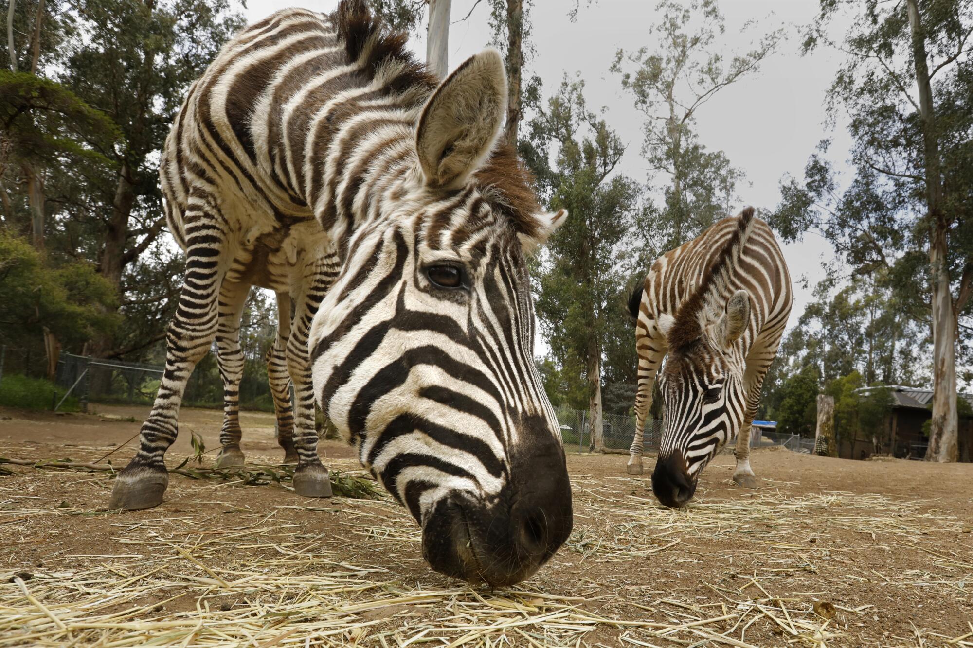 Zebras eat pellets off the ground