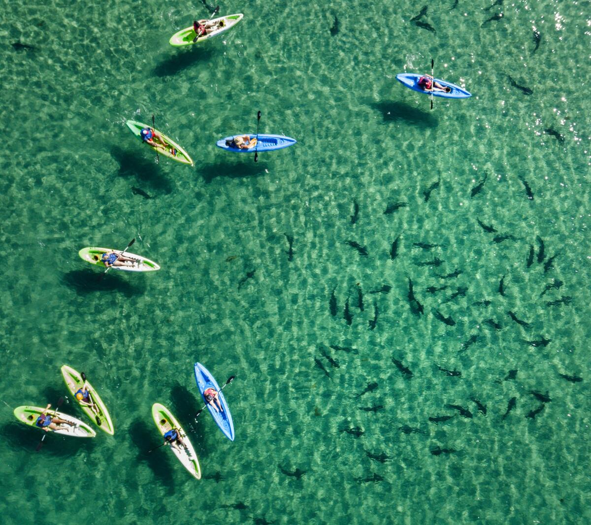 Kayakers float above a group of leopard sharks in the clear, shallow water of La Jolla Shores.
