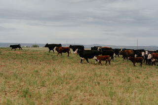 Cattle roam in a pasture.
