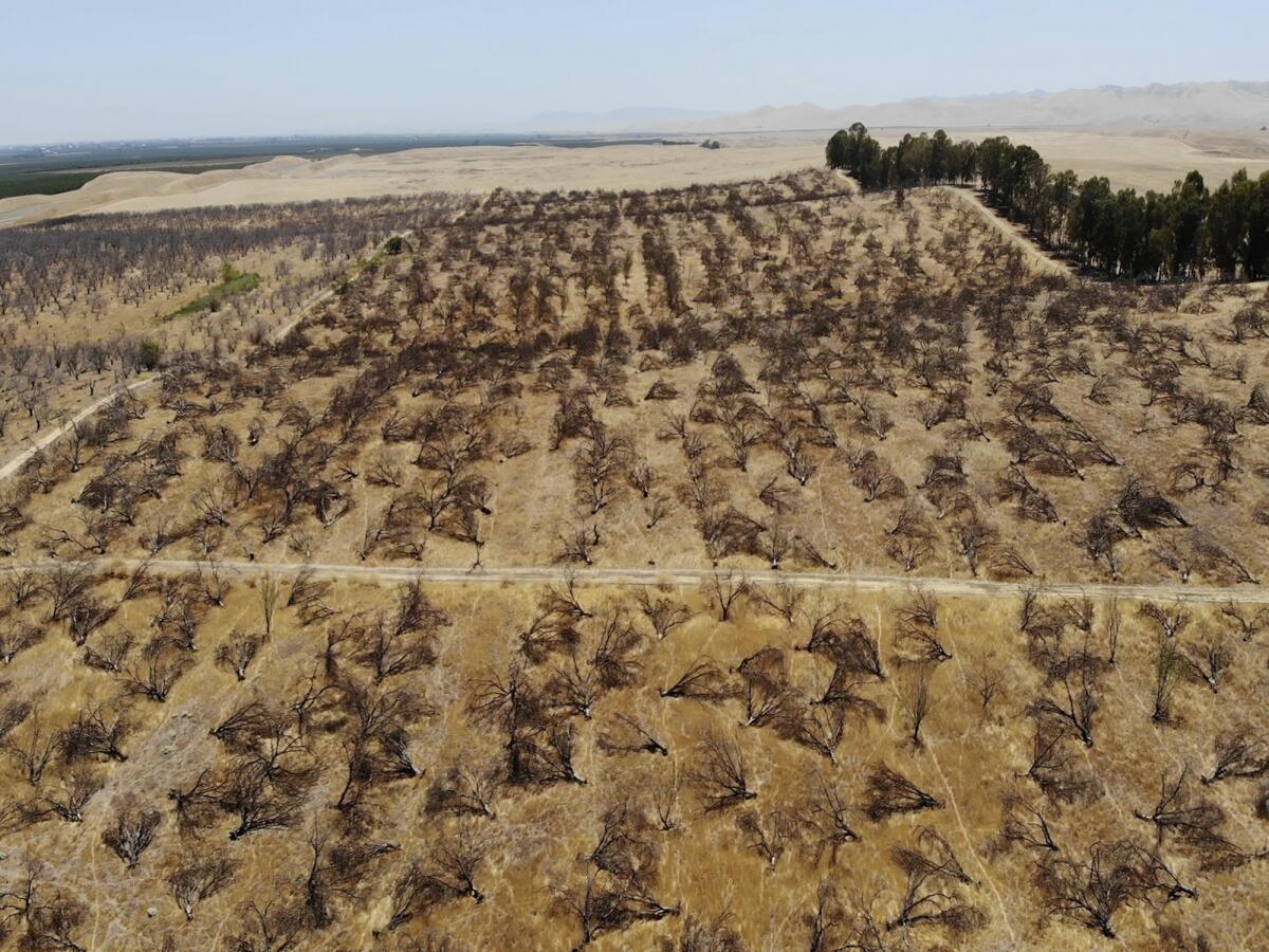 Hundreds of dead almond trees lie on brown, dried land