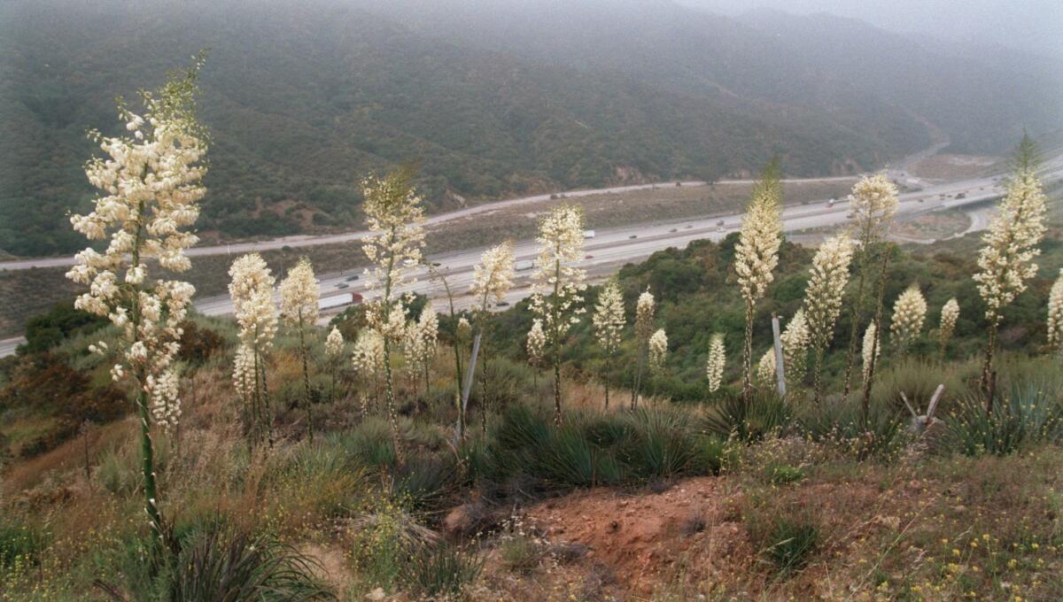 "Our Lord's Candle" yucca bloom above the 210 freeway in Tujunga in 1998.