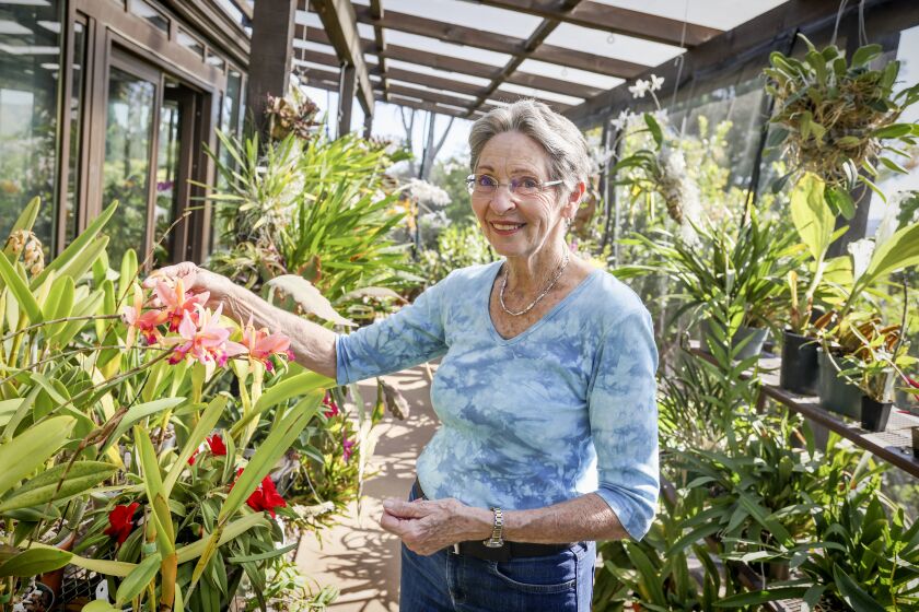 RANCHO SANTA FE, CA - FEBRUARY 09: This is Debby Halliday in her shade house holding a hybrid orchid called Lc. Santa Barbara Sunset at her home on Wednesday, Feb. 9, 2022 in Rancho Santa Fe, CA. (Eduardo Contreras / The San Diego Union-Tribune)