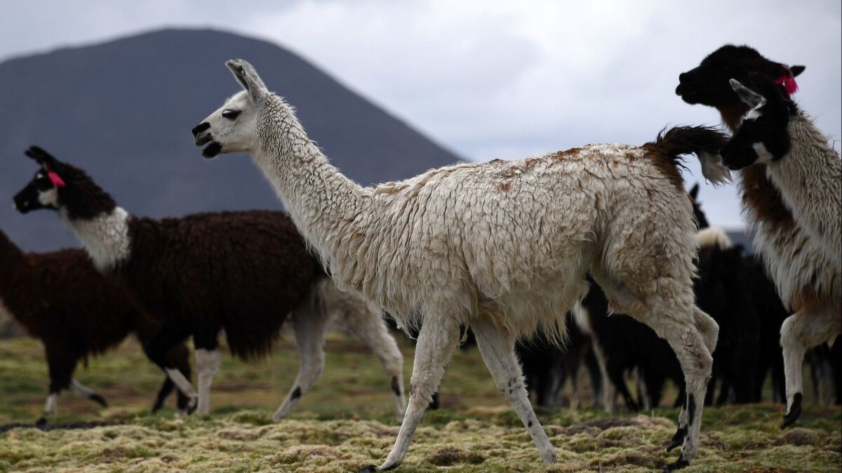 New research suggests antibodies harvested from llamas could form the basis for a long-sought universal flu vaccine.