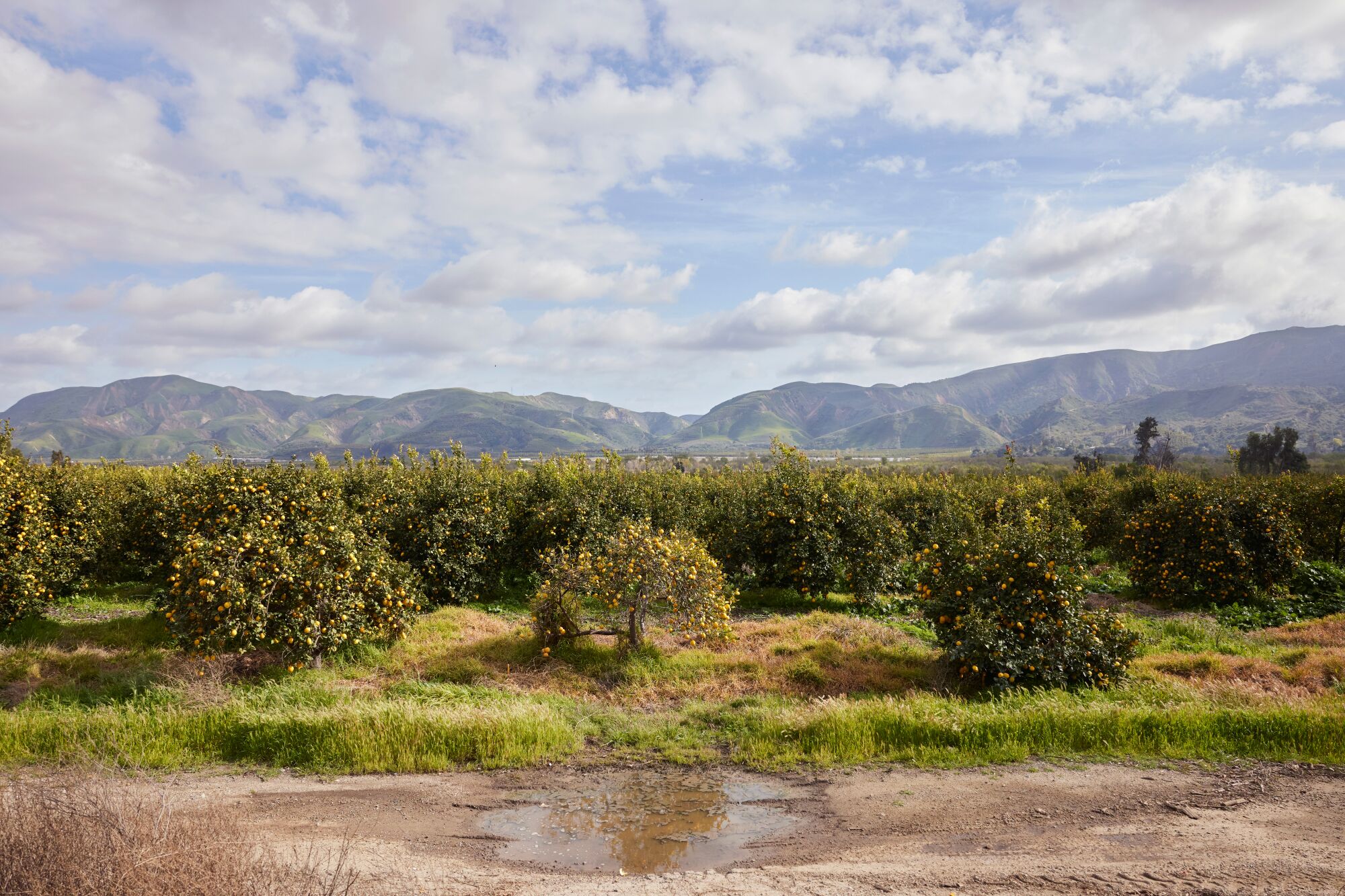 A landscape photo of a sunny day with orange trees in the foreground and green sloping mountains in the background.