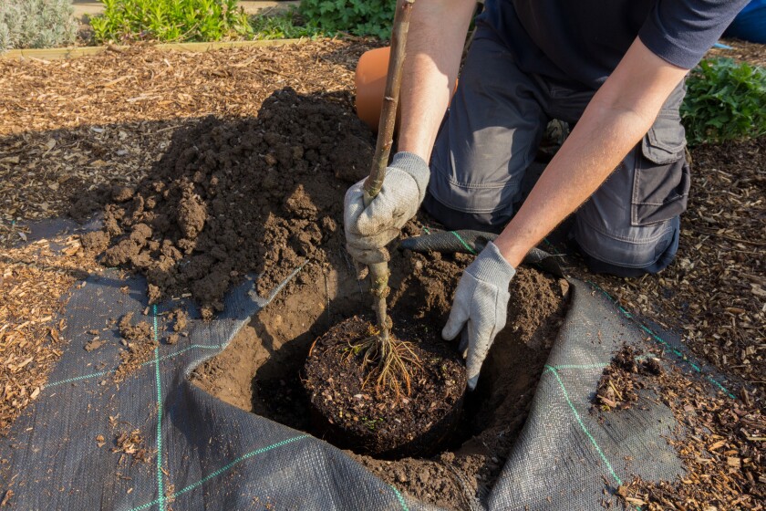 Start small with new fruit trees. A 5- or 15-gallon tree will grow faster and stronger than one in a larger container.
