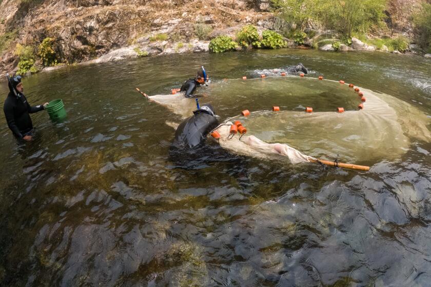 SOMES BAR, CA - AUGUST 15, 2024: Wearing wet suits, biologists maneuver a net to capture juvenile Coho salmon, Chinook salmon and steelhead trout in Wooley Creek, a tributary to the Salmon River which is one of the largest tributaries to the Klamath River on August 15, 2024 in Somes Bar, California. The Coho and Chinook are tagged with a monitoring device and also fin clipped for a genetic study.(Gina Ferazzi / Los Angeles Times)