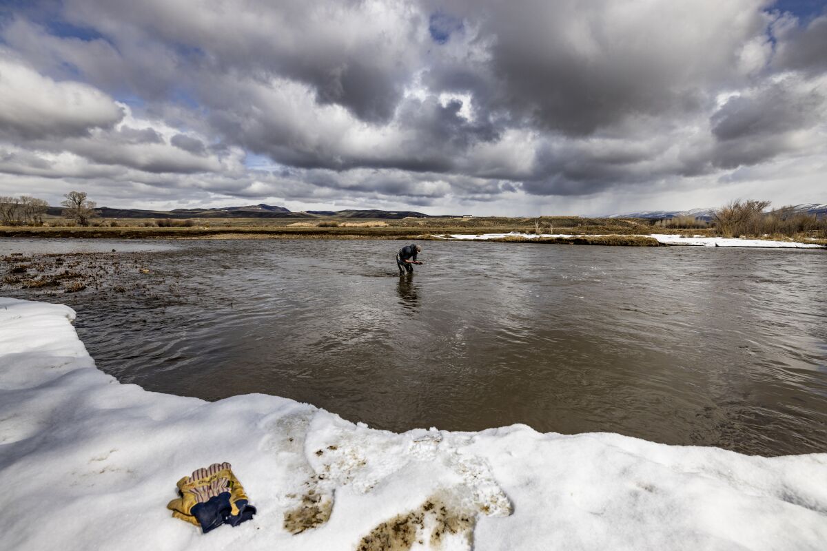 A man stands in the water off a snowy riverbank