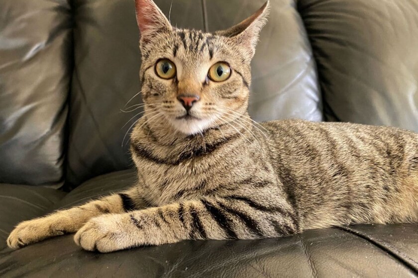 Coronavirus Spurs Increase In Pet Adoption And Fostering Los