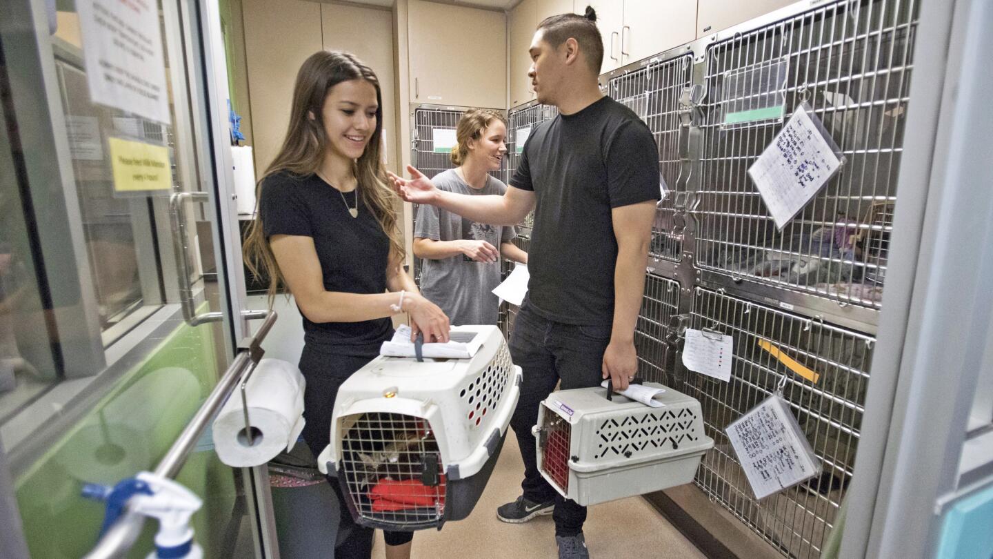 Inside a no-kill kitten nursery