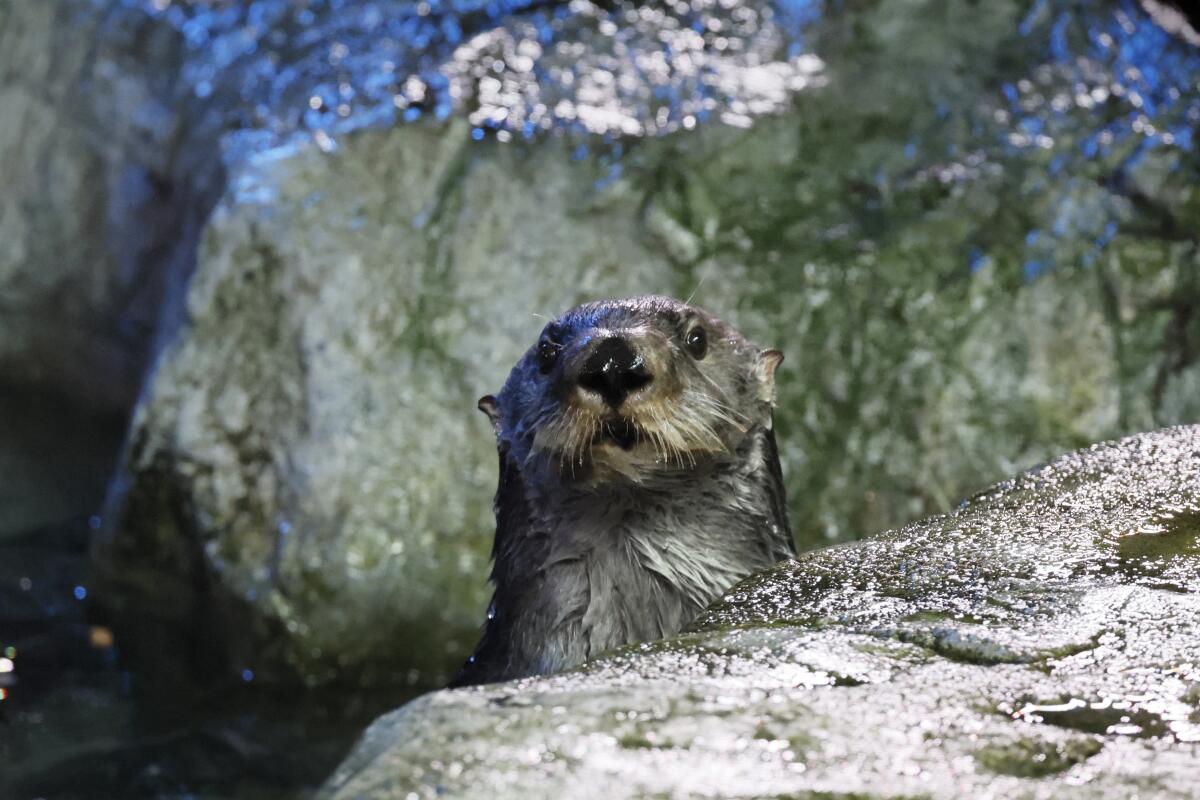 A sea otter looks curiously at an aquarium visitor