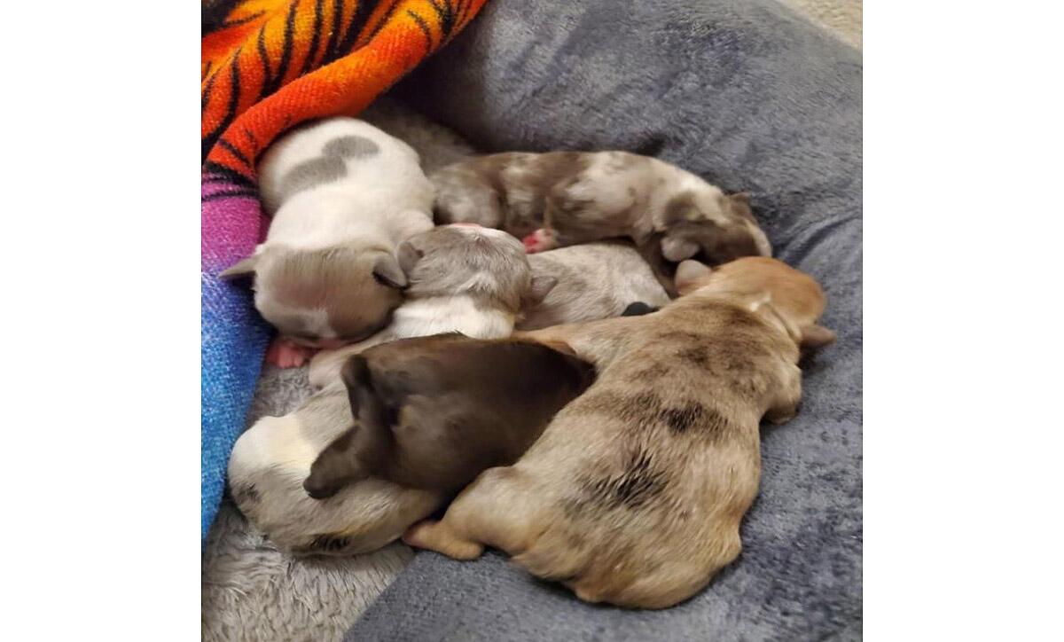 French bulldog puppies snuggled on blankets and pillows