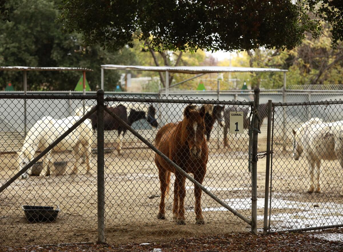 Several ponies stand behind a chain-link fence.