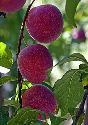 A cherry-plum hybrid