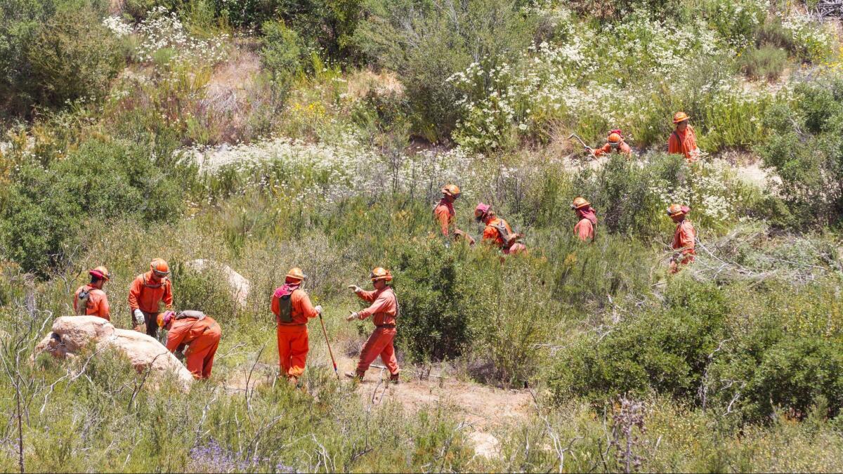 Inmate firefighters from the California Department of Corrections work to clear brush in San Diego County.