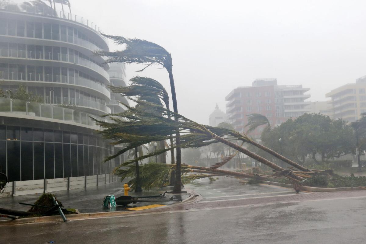 Recently planted palm trees lie strewn across the road as Hurricane Irma hits on Sept. 10 in Miami Beach, Fla.