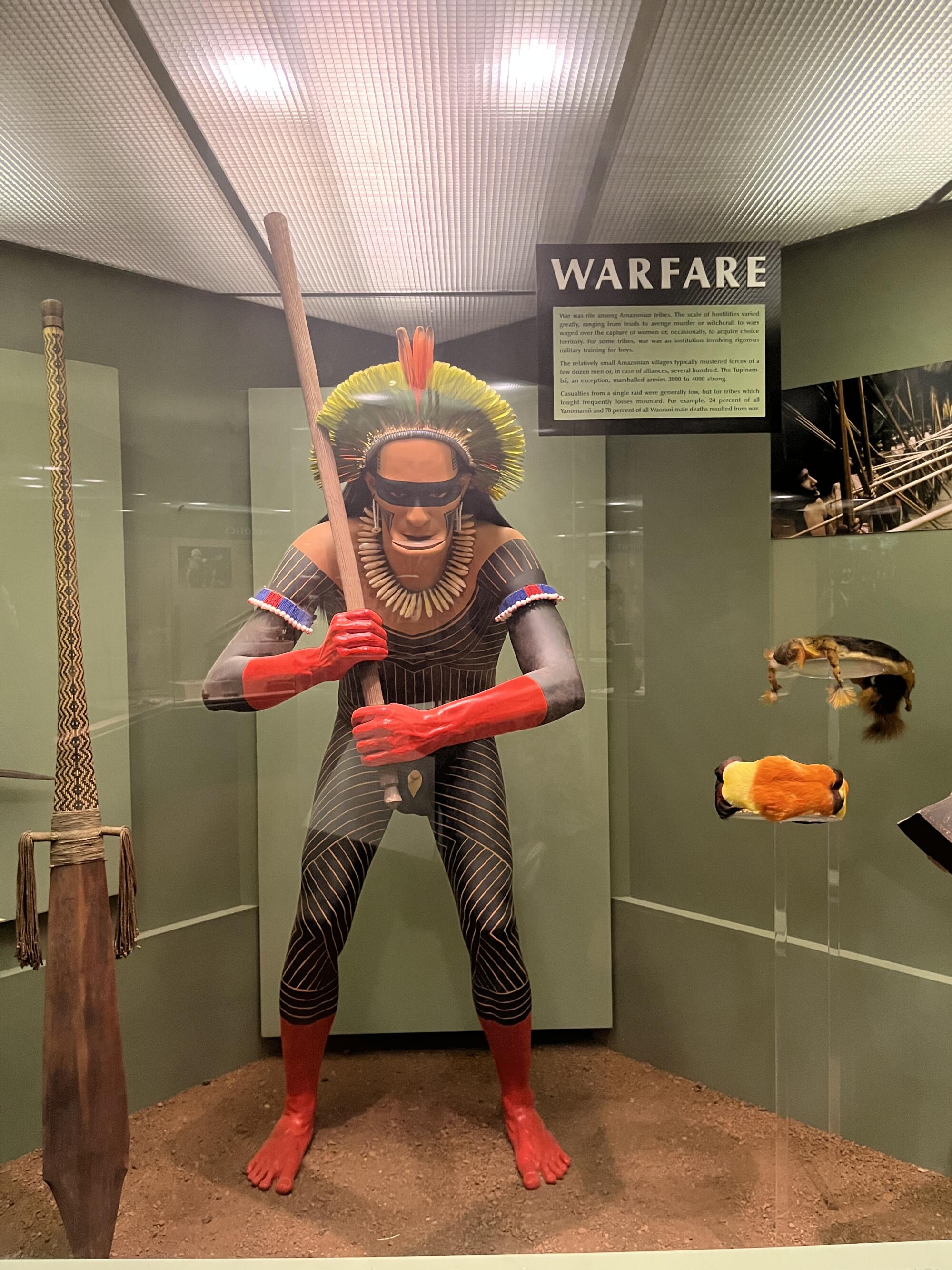 A view of a diorama shows an Indigenous Amazon man in face paint wielding a club under a sign that reads "WARFARE"