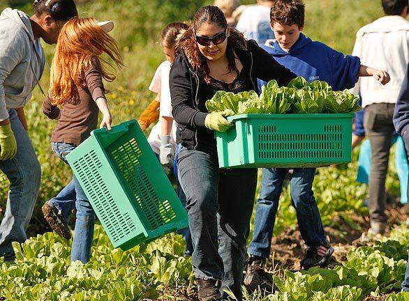 Cynthia Lemus carries a crate full of lettuce with a group of other Cal State Fullerton students and pupils from Newport Beach's Andersen Elementary who were celebrating Cesar Chavez Day by picking crops at the Incredible Edible Park in Irvine today. The students picked about 1,500 pounds of cabbage, lettuce, onions and lemons that will be donated to Second Harvest Food Bank. It was a hands-on lesson about Chavez and the farmworkers.