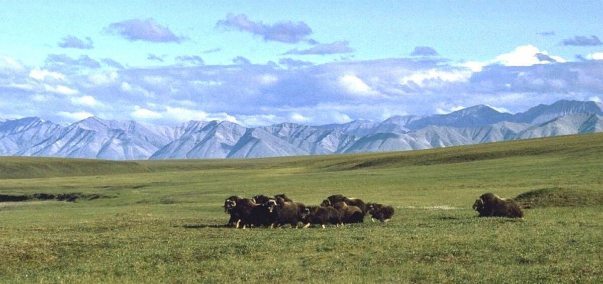 A small herd of musk oxen roam the Arctic refuge's coastal plain.