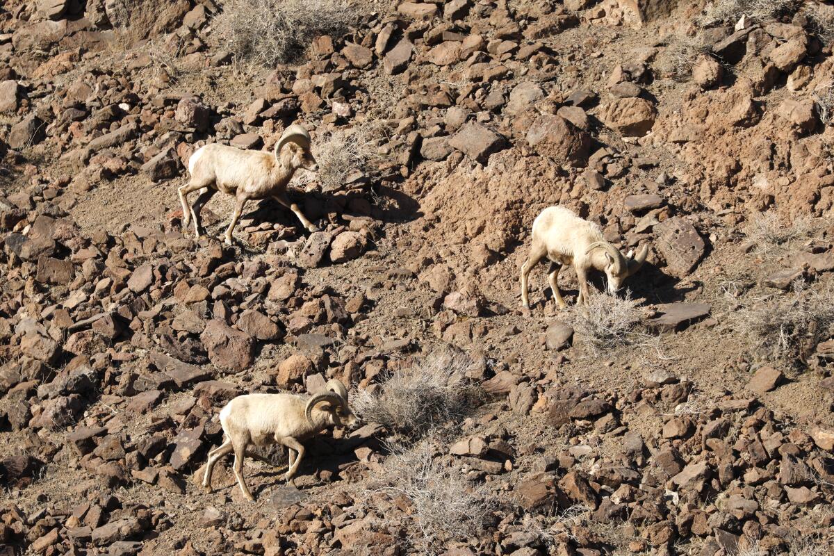 Three light-tan color bighorn sheep graze in rocky, light brow, arid-looking hills. 