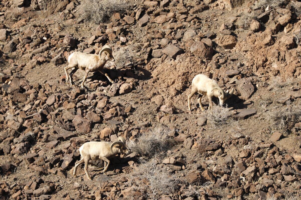 Why High-Speed Rail To Vegas Means Bighorn Sheep And Other Wildlife Will Get New Crossings