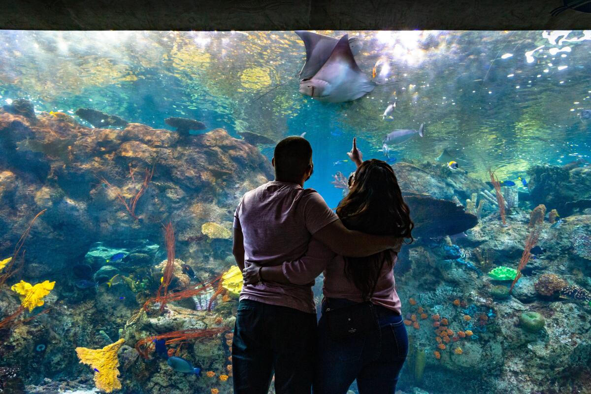 Patrons observe a tank at the Aquarium of the Pacific in Long Beach.