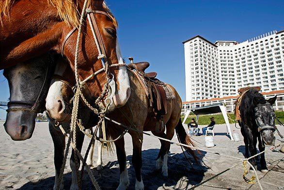 Rosarito Beach horses