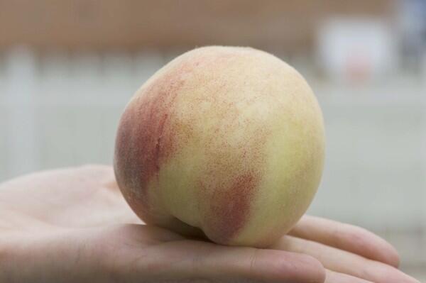 Olpale white peaches