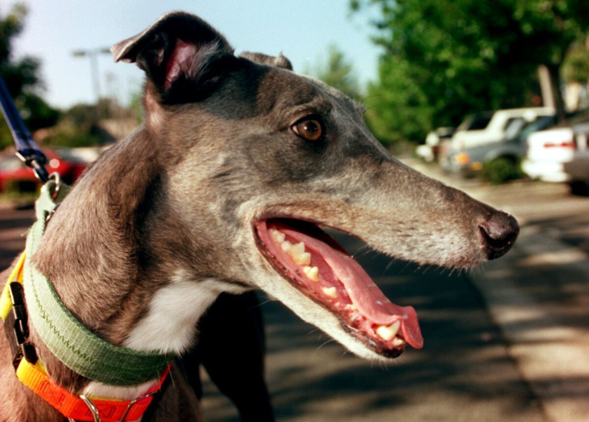 Greyhounds who have retired from racing may show a blood pressure spike while at the vet's office, a study finds