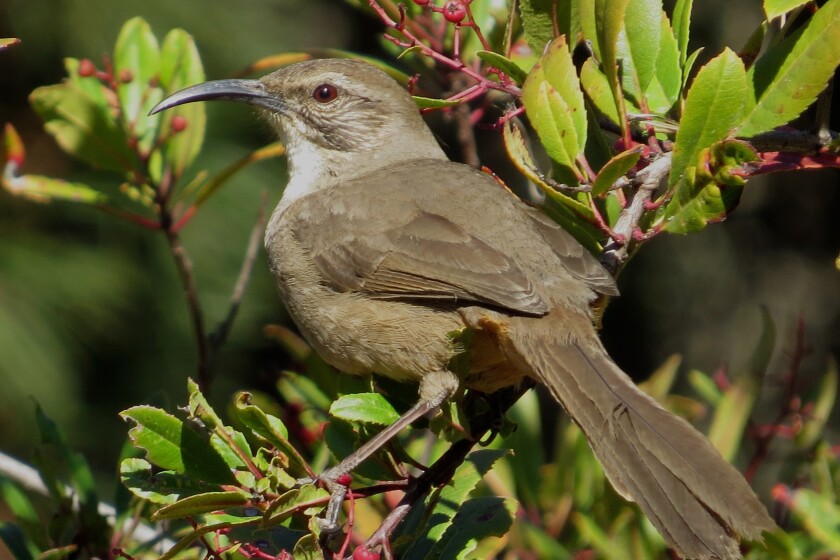 A thrasher rests on a glossy green toyon bush.
