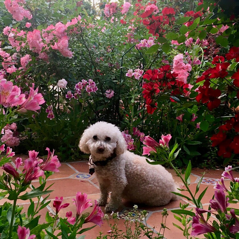 A white dog on an outdoor tiled walkway is surrounded by roses and alstromeria flowers.
