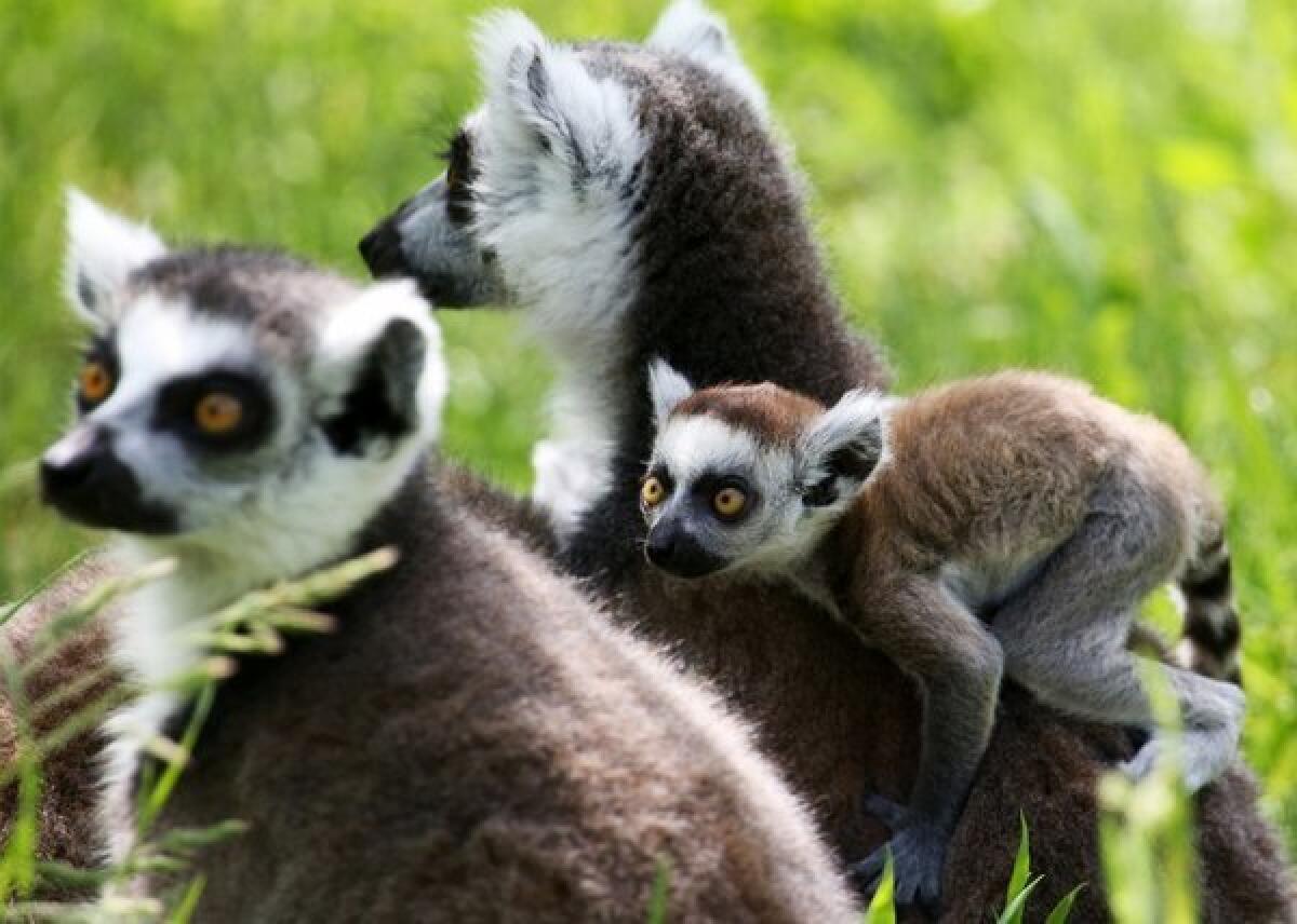 A ring-tailed lemur family can be seen in its enclosure at the Bird Park in Marlow on May 30, 2013. Lemur species with larger groups exhibited higher social intelligence -- they made for better thieves, a study in PLoS ONE said.