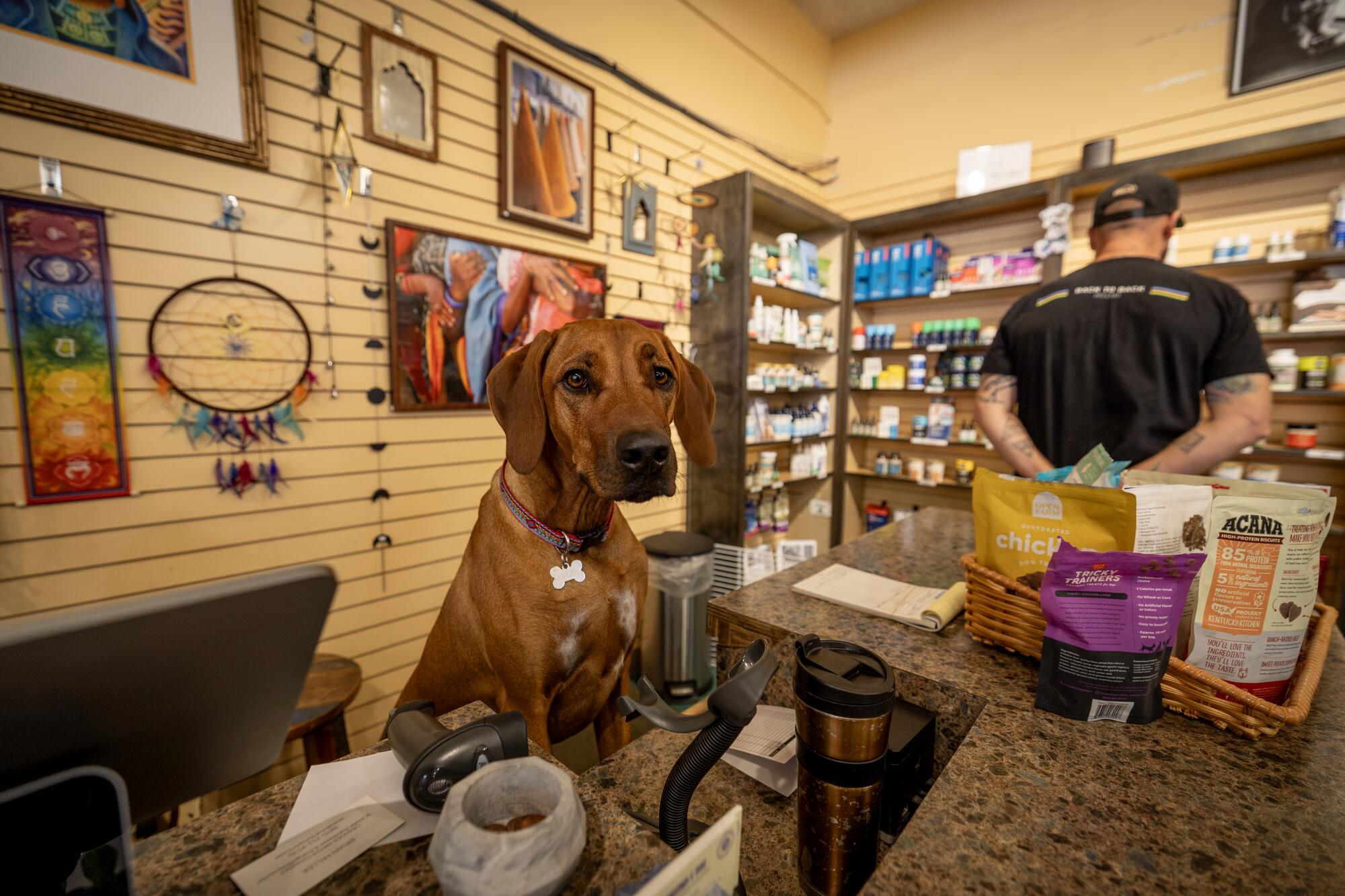 A dog sits behind a store counter.