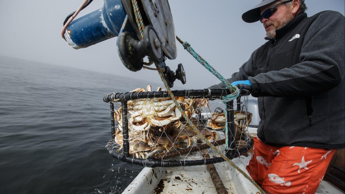 Joe Hay pulls out a crab pot as he runs a dory that takes customers out fishing and crabbing in Pacific City, Ore.