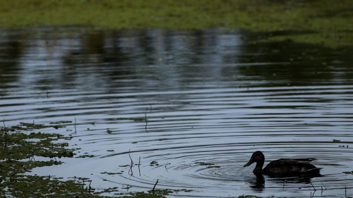 A duck swims in the Madrona Marsh Preserve in Torrance.