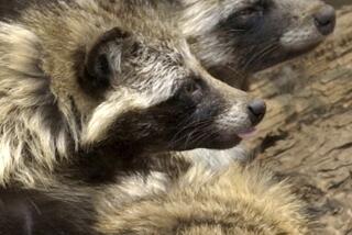 Raccoon dogs are seen at a cage in Tokyo's Ueno Zoo.