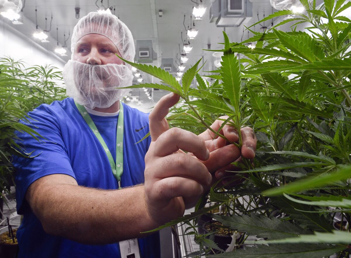 FILE — Nate McDonald, General Manager of Curaleaf NY operations, talks about medical marijuana plants during a media tour of the Curaleaf medical cannabis cultivation and processing facility, in Ravena, N.Y., Aug. 22, 2019. While New York's much-anticipated recreational pot shops are still about a year away from opening, the state is making medical marijuana much more available in the meantime. (AP Photo/Hans Pennink, File)