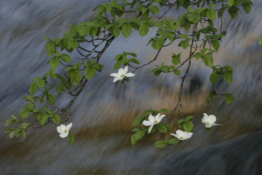 Branches with small white blossoms; in the background is a blur of moving water.