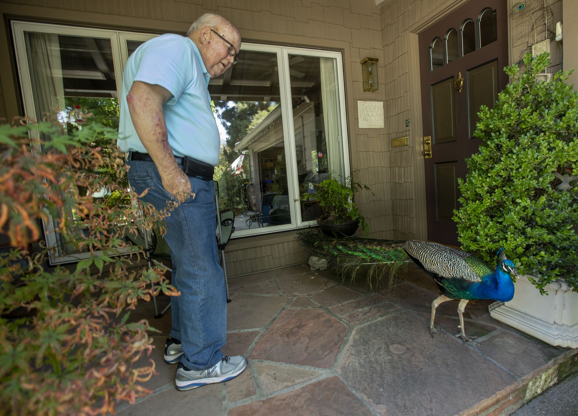 A man smiles at a peacock strutting on his stone porch in front of his tan home