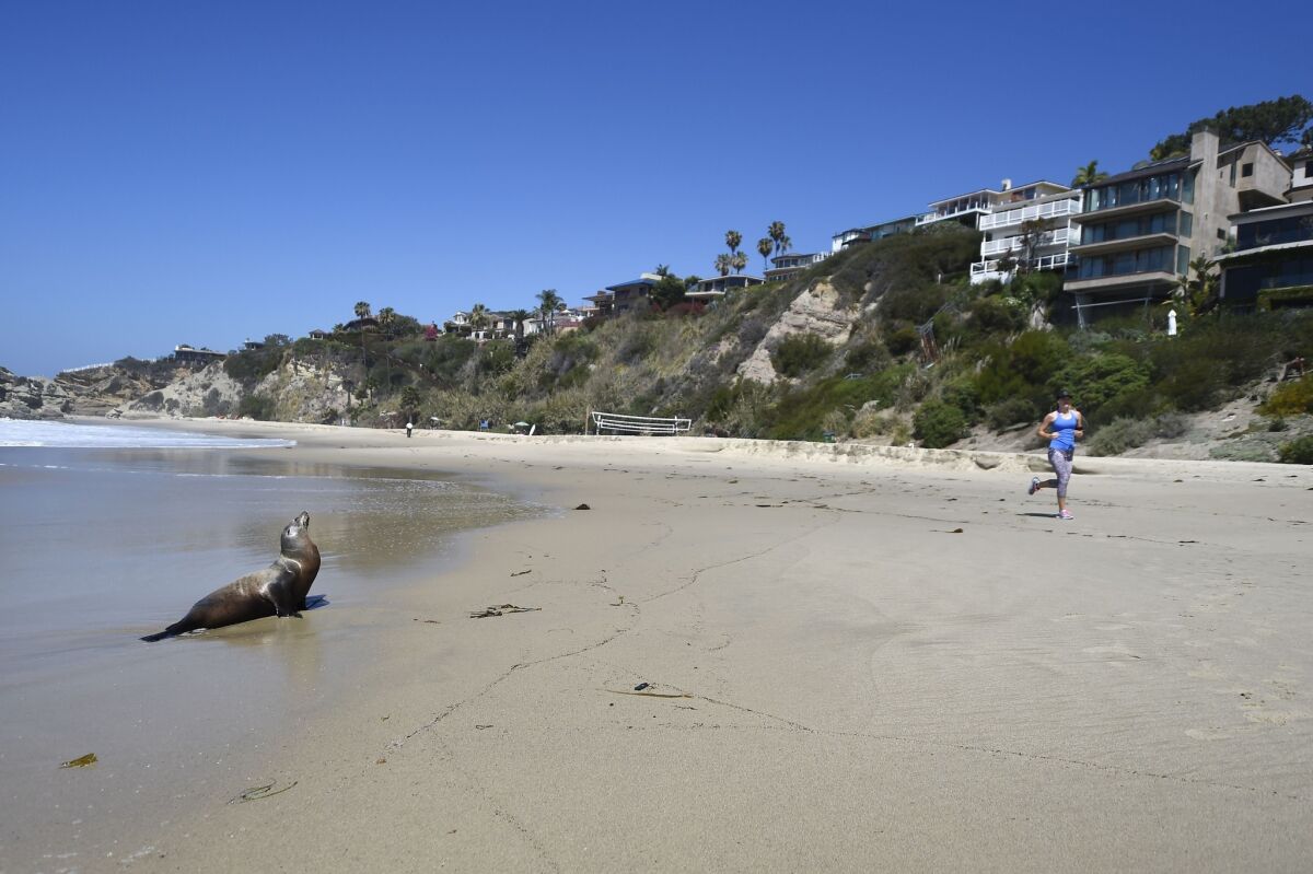 A jogger passes a stranded adult sea lion in Laguna Beach on March 30. Record numbers of starving baby sea lions continue to wash ashore in California.