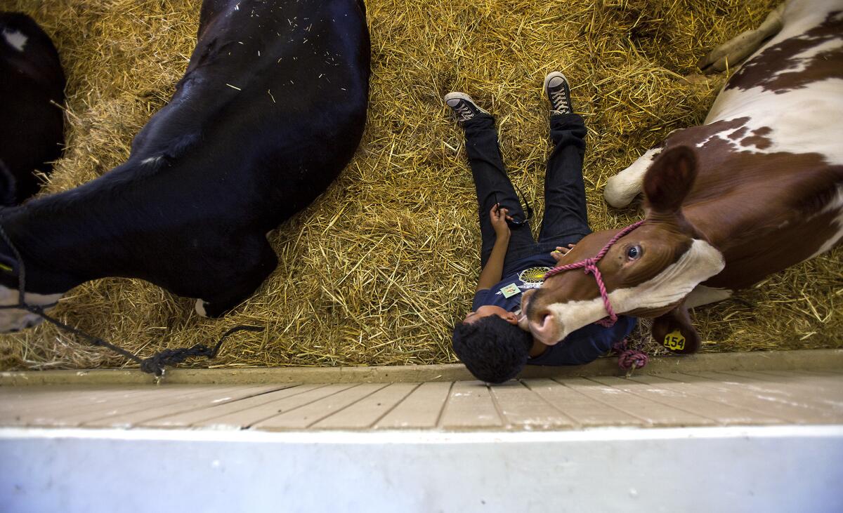 Josh Gomez, 15, with the Westminster High School FFA, gets kisses from his short horn dairy steer, Ken, on the opening day of the OC Fair on Friday, July 11.
