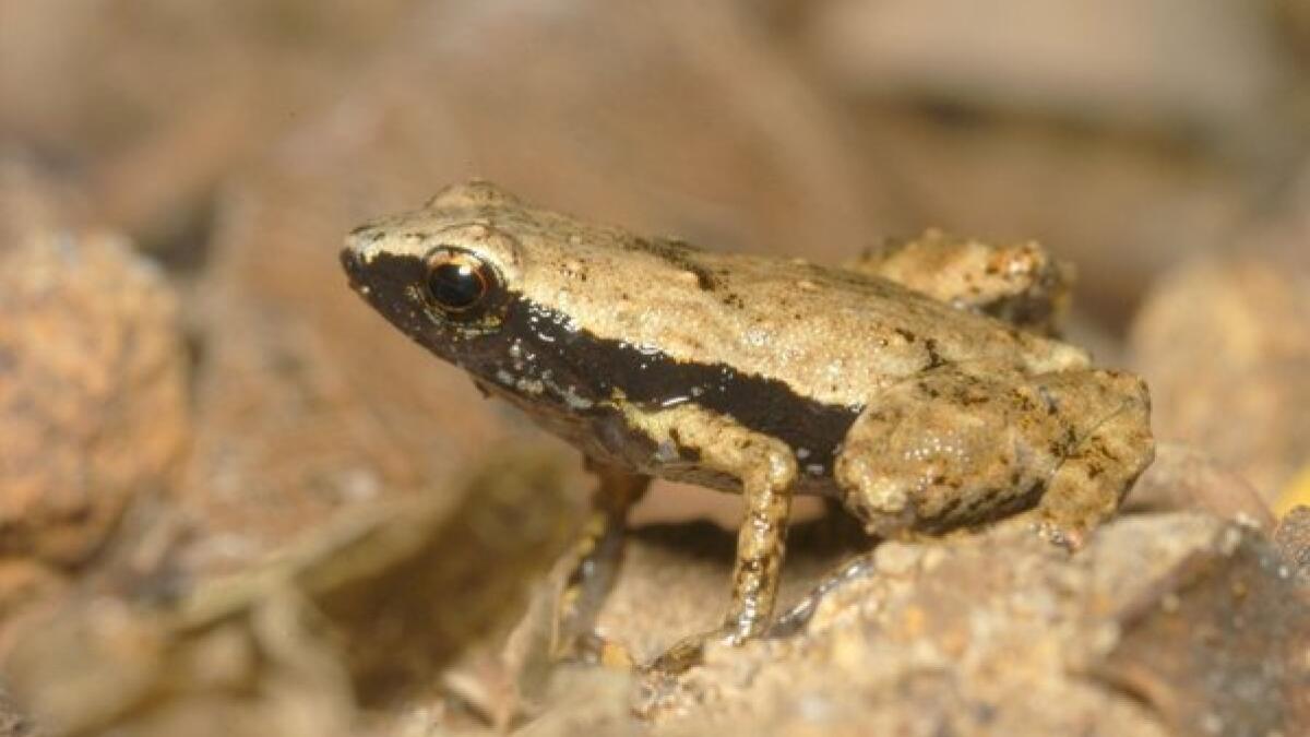 Tiny 'earless' frog hears sound with its mouth, scientists say - Los  Angeles Times