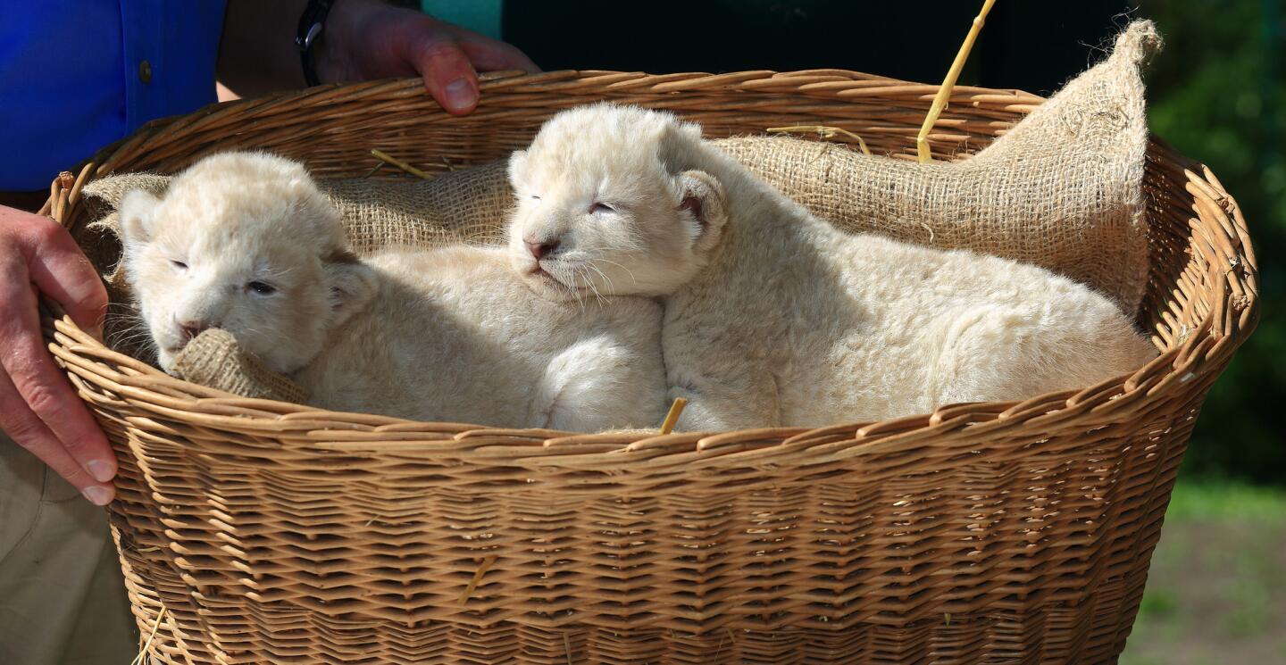 Two white lion cubs sleep in a basket at a press event at the zoo in Magdeburg, Germany, on May 6, 2016. The young lions were born on April 26, 2016.
